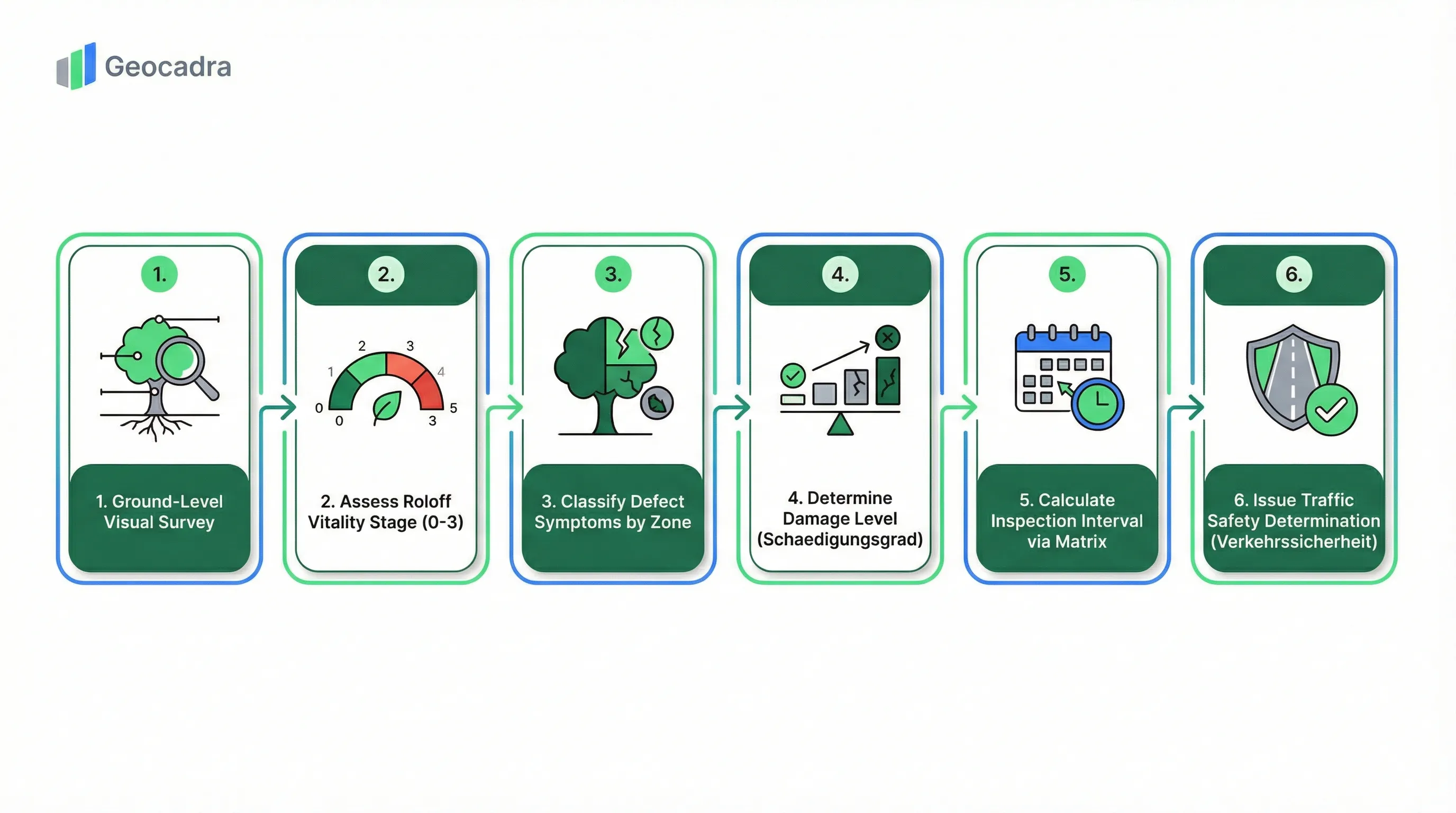 FLL Baumkontrolle tree inspection process: Visual Survey, Roloff Vitality Assessment, Defect Classification by Zone, Damage Level, Interval Matrix, Traffic Safety Determination